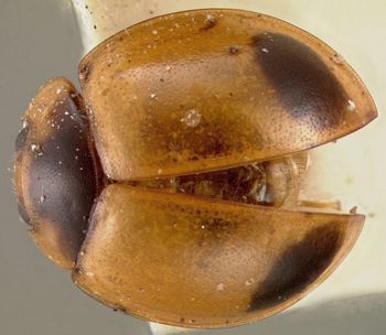 Media type: image;   Entomology 6695 Aspect: habitus dorsal view